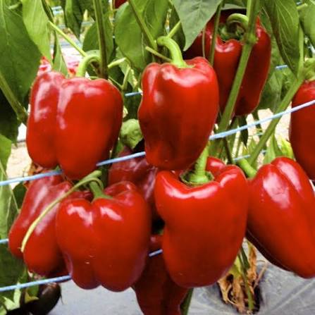 تصویر 4 از فلفل دلمه ای زینتی رنگارنگ مناسب فضای سبز